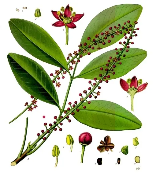 Jaborandi