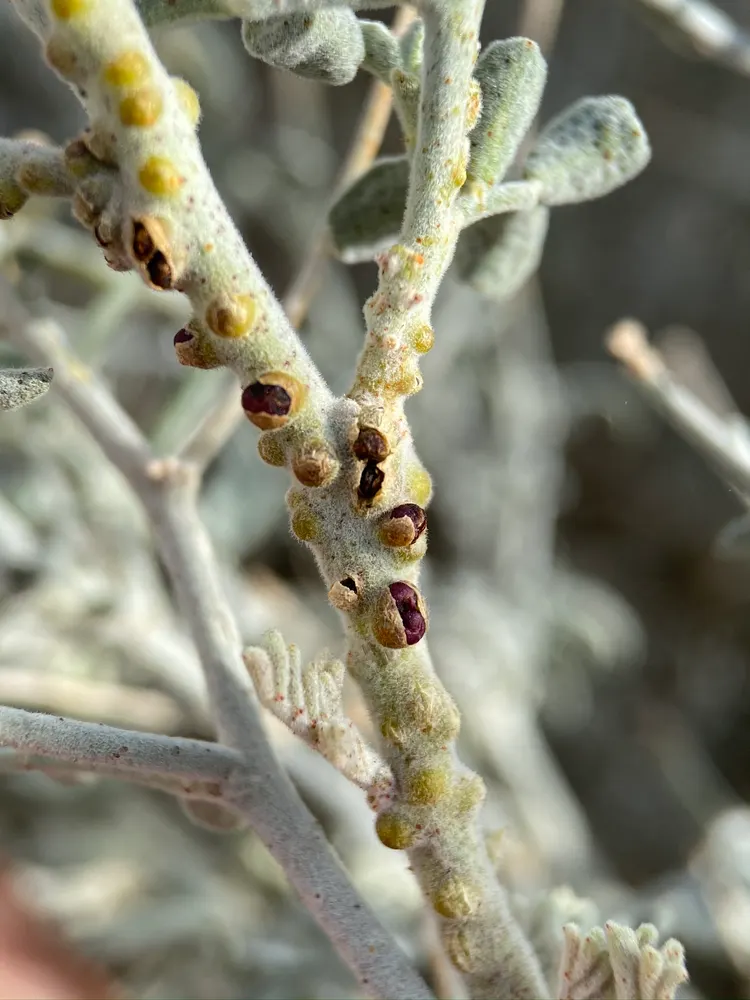 Plant photo