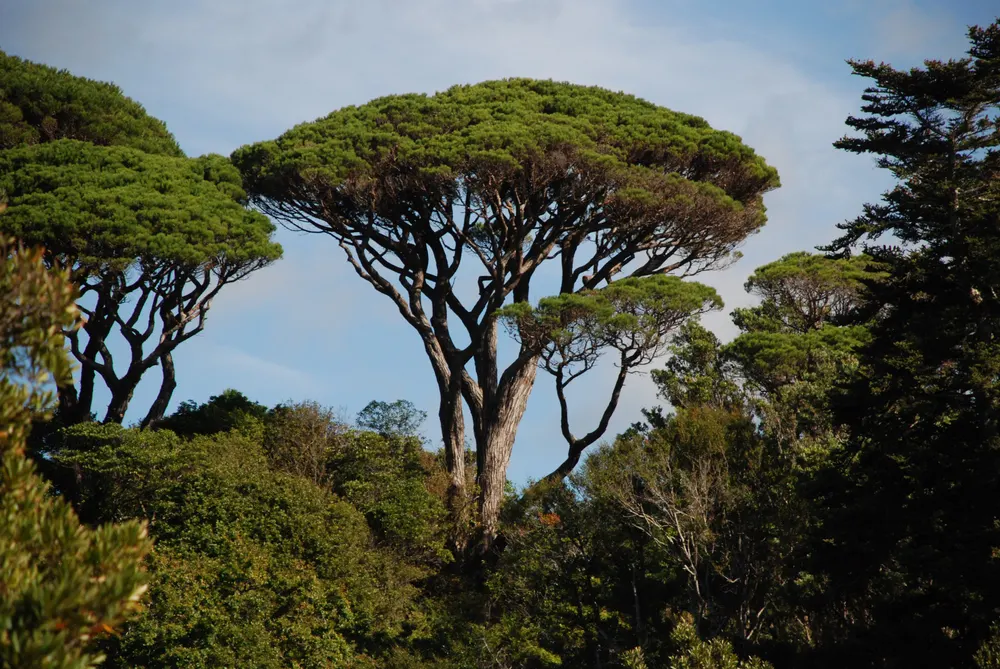 Plant photo