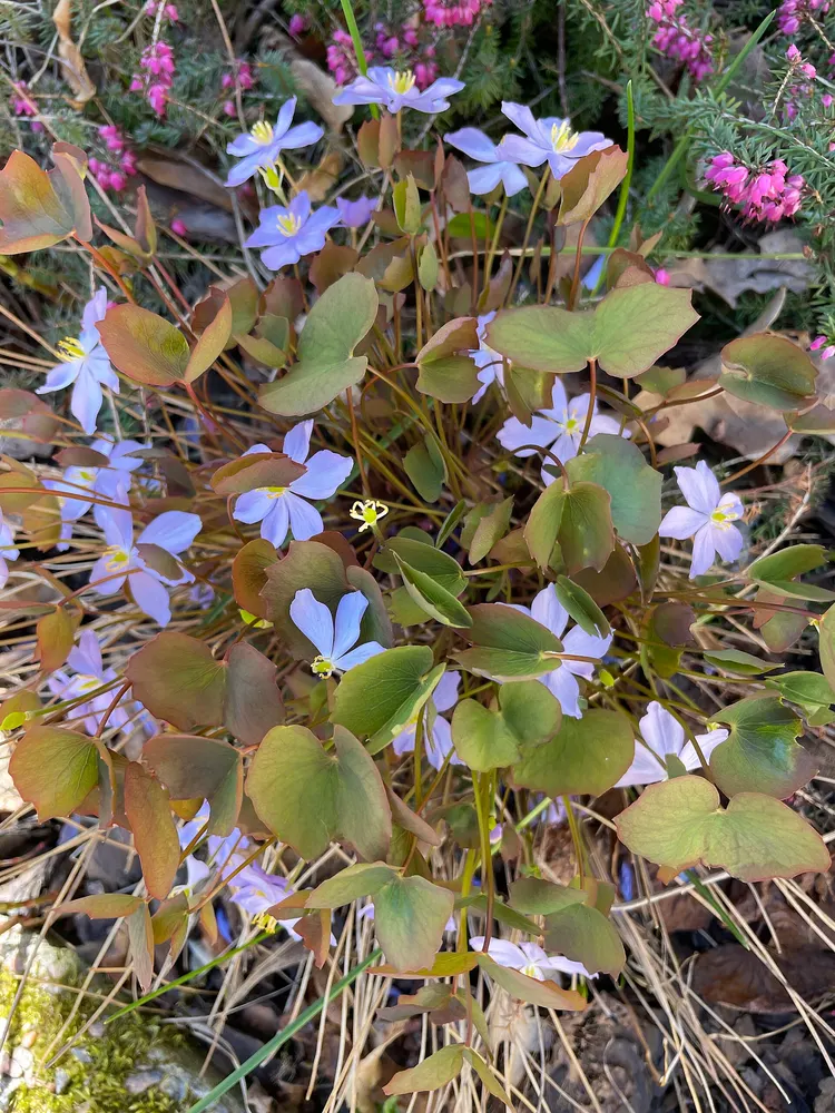Asian Twinleaf