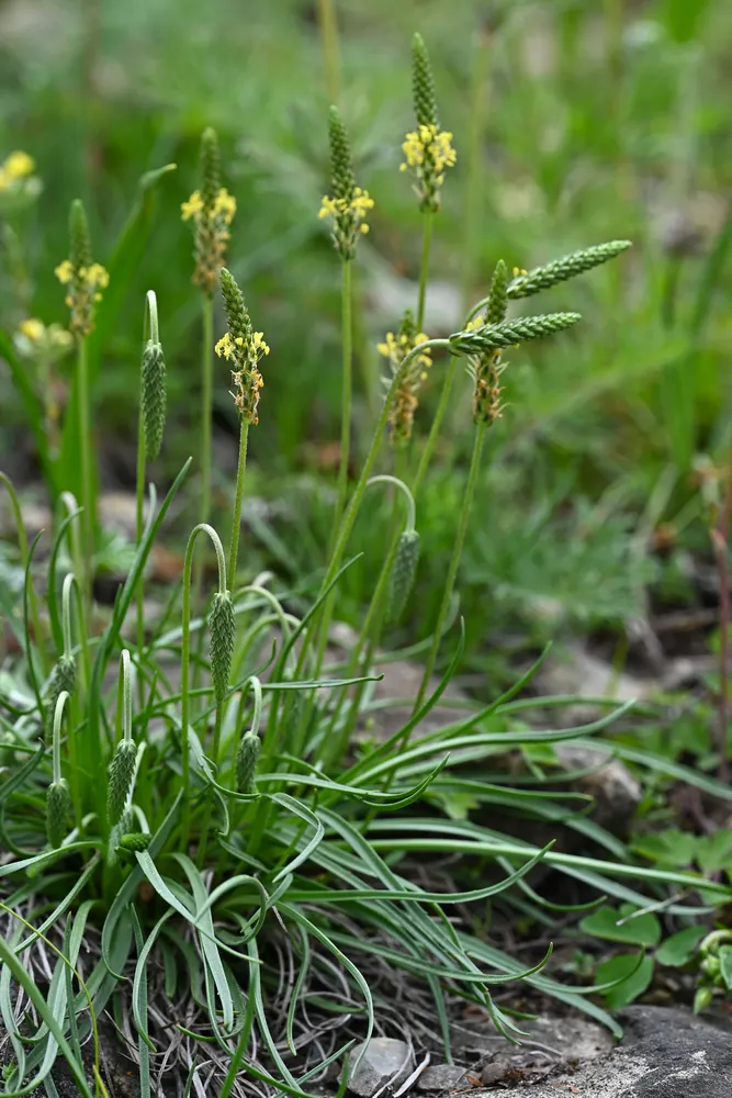 Alpine Plantain