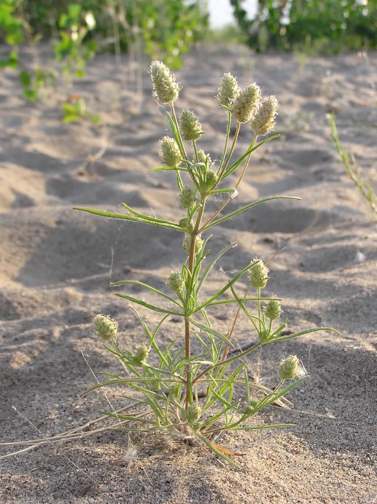 Psyllium