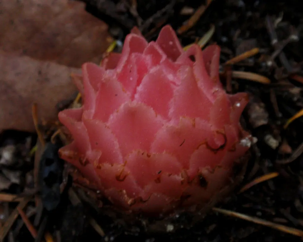 Plant photo