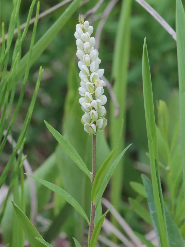 Plant photo