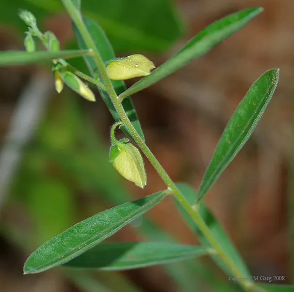 Yuan Zhi (Chinese Senega Root)
