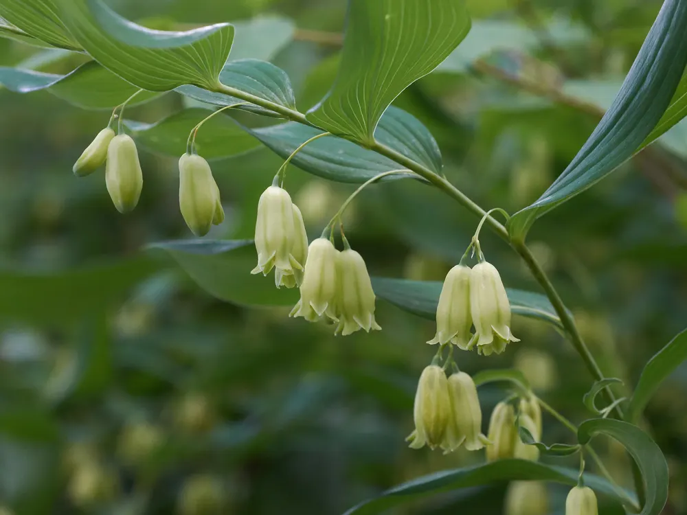 Solomon's Seal