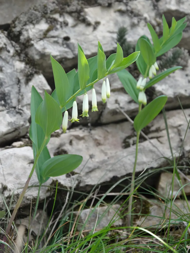 Fragrant Solomon's Seal