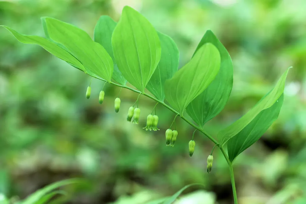 Downy Solomon's Seal