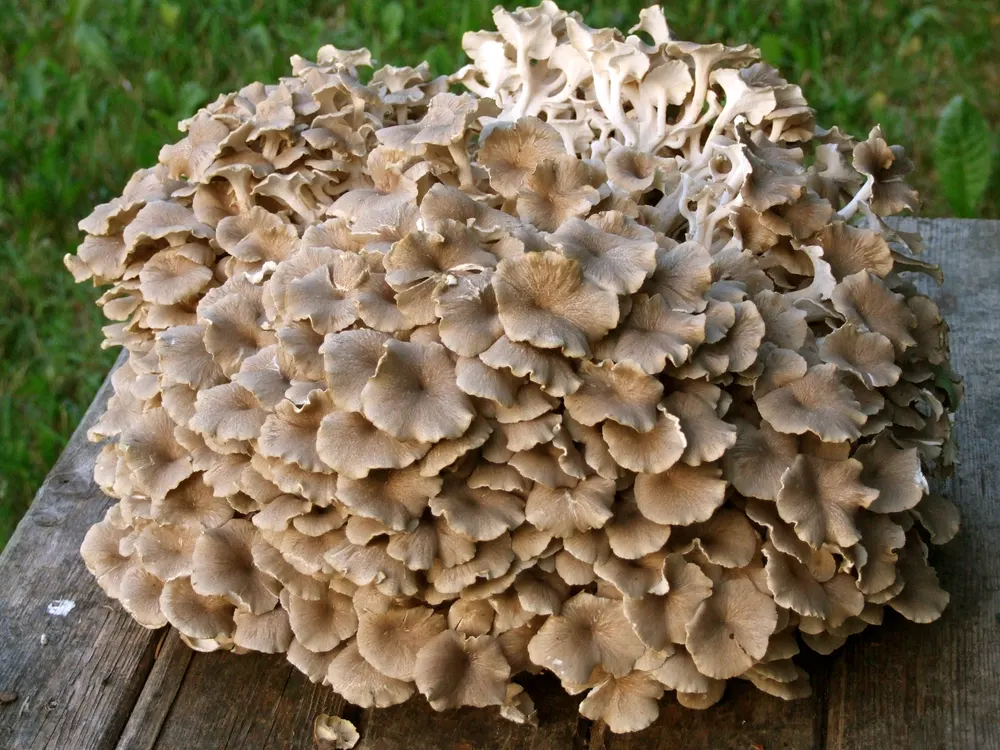 Zhu Ling (Umbrella Polypore)