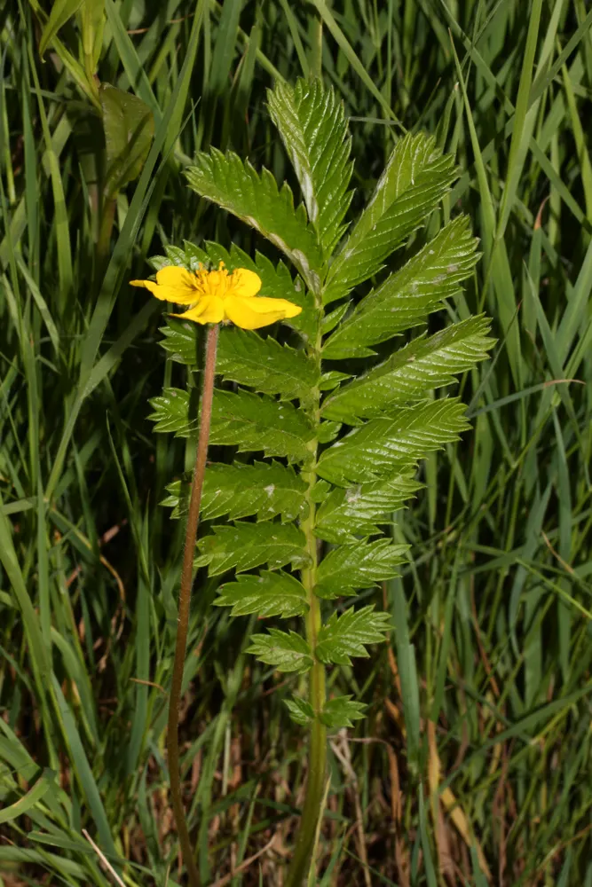 Silverweed