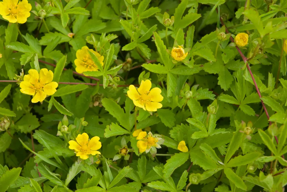 Creeping Cinquefoil