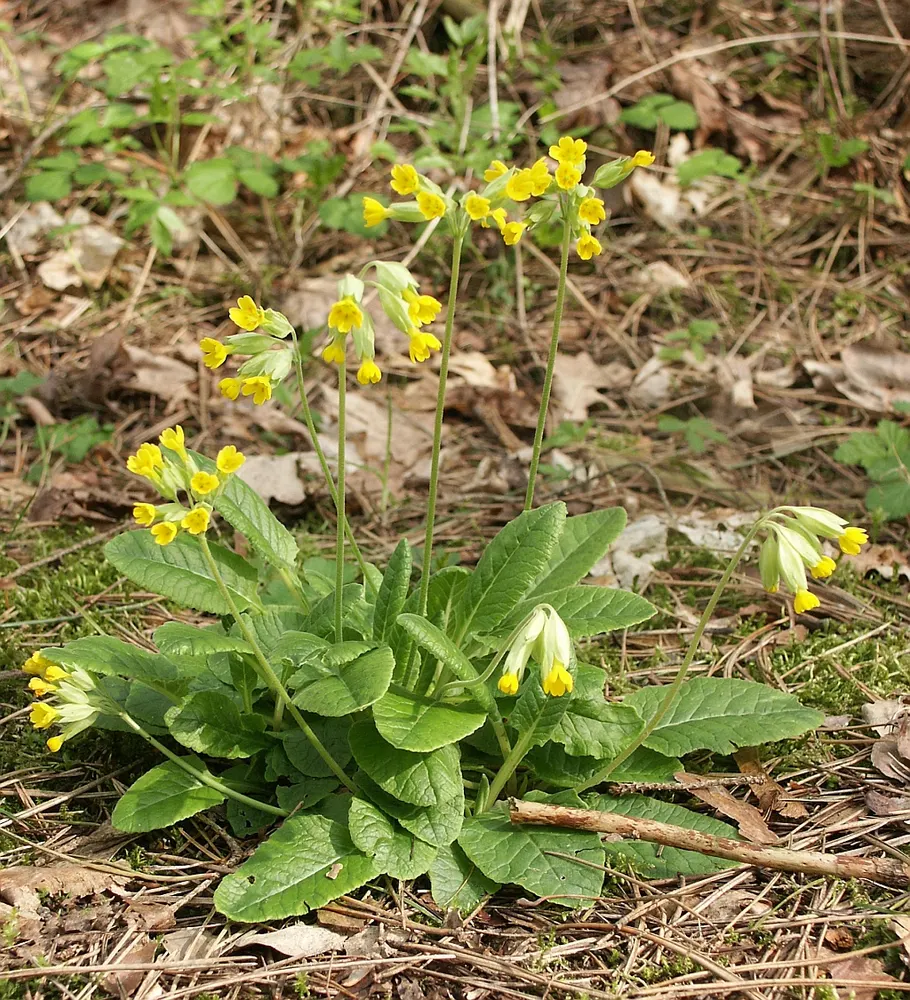 Cowslip