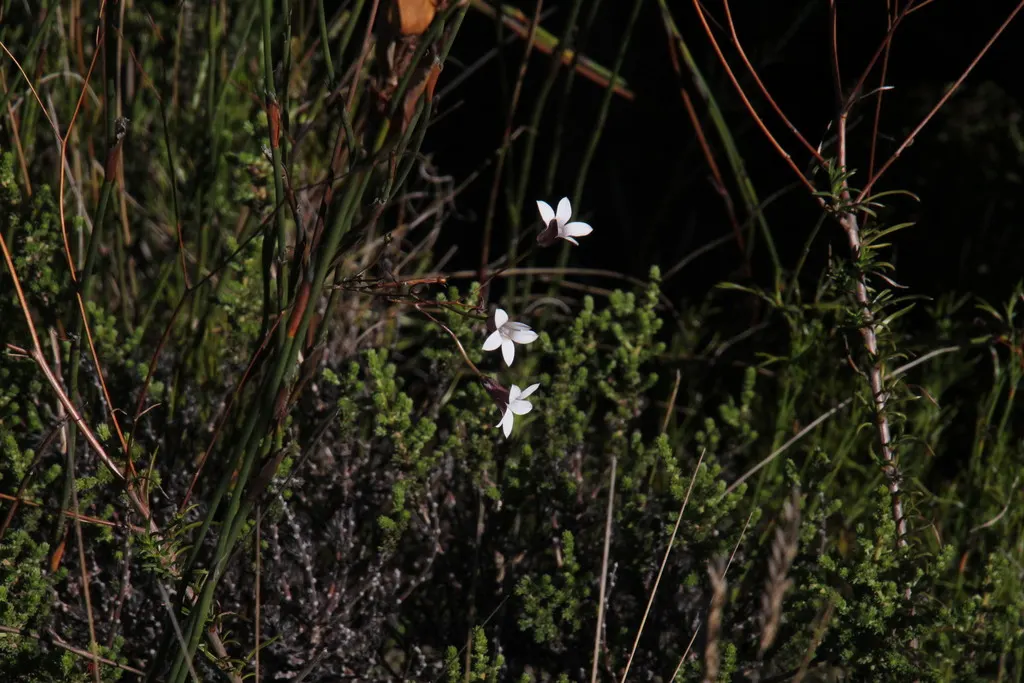 Plant photo