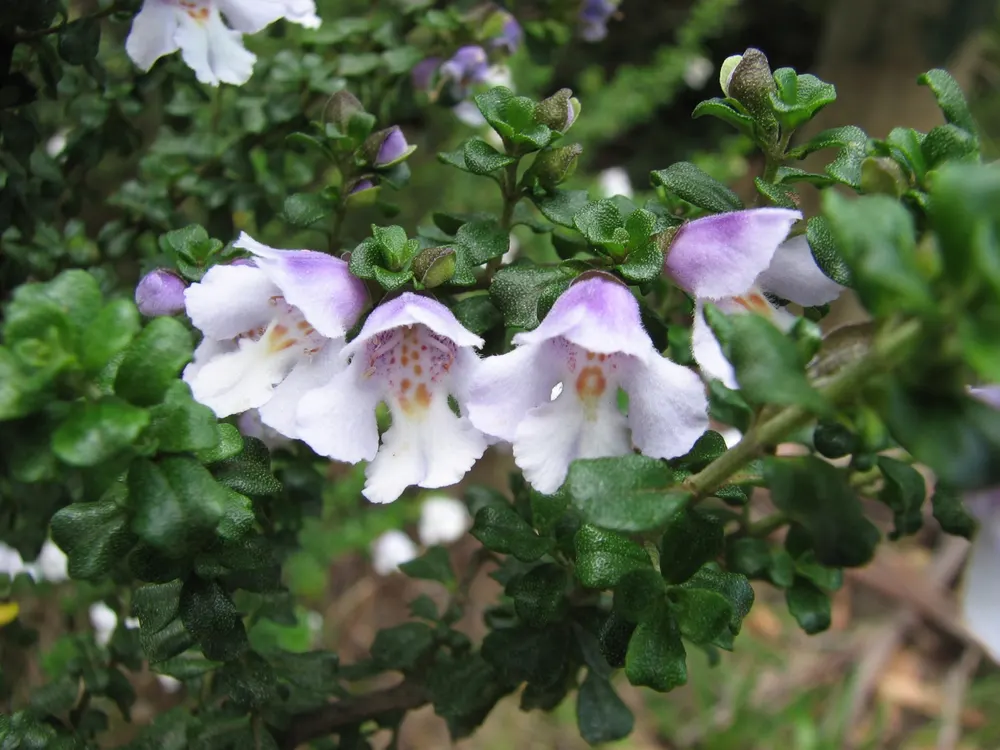 Alpine Mint Bush