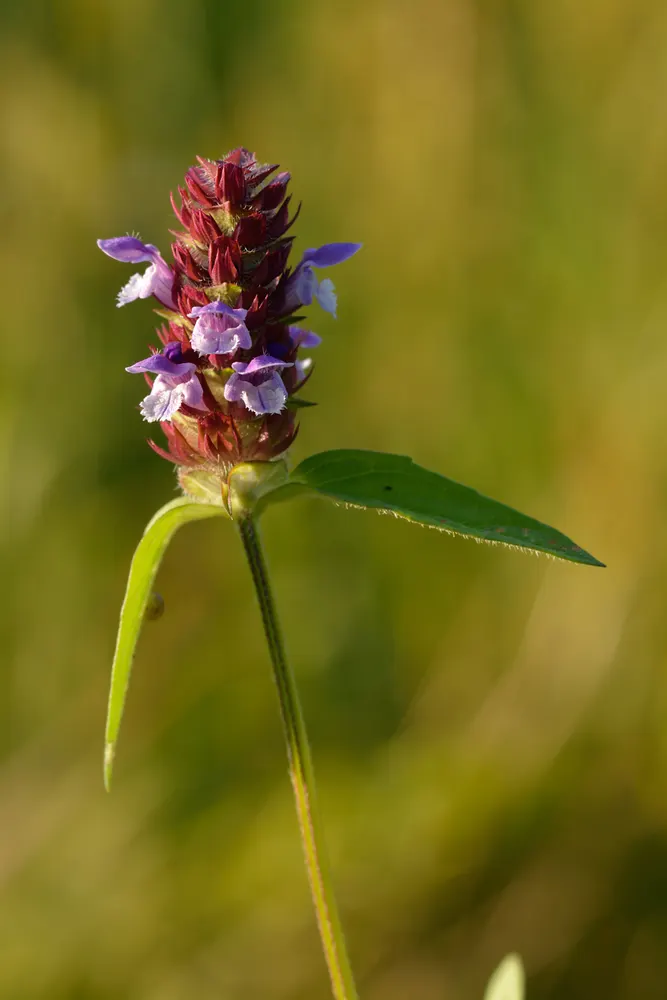 Self-heal