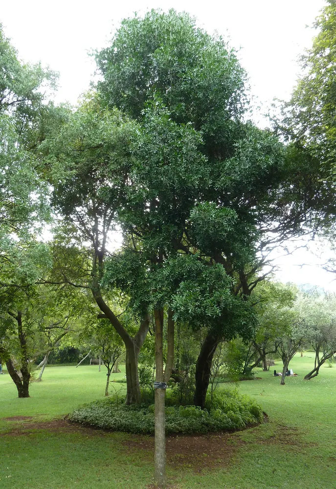 Plant photo