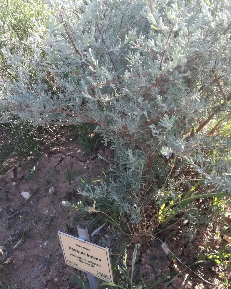 Blue Bush