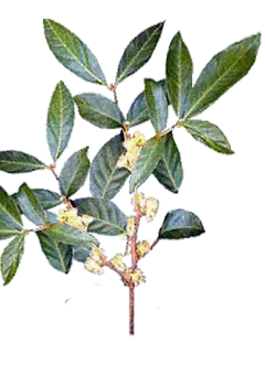 Muira Puama