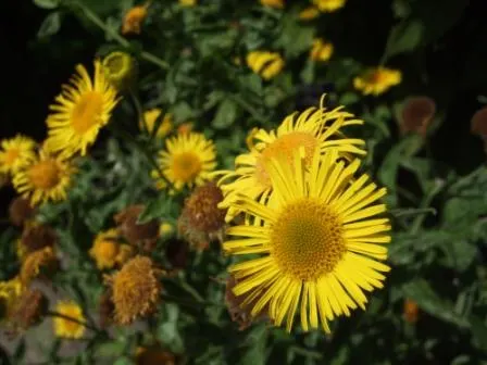 Common Fleabane