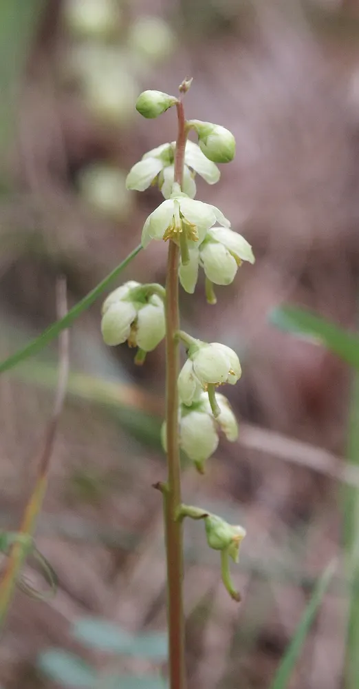 Green-flowered Wintergreen