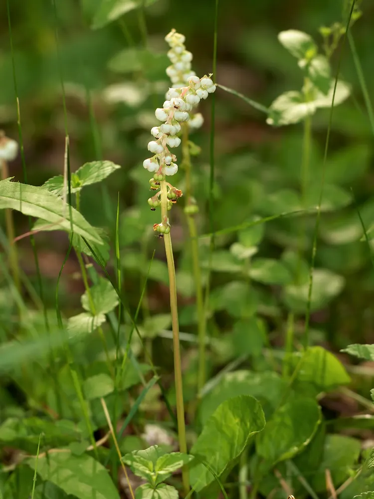 Lesser Wintergreen