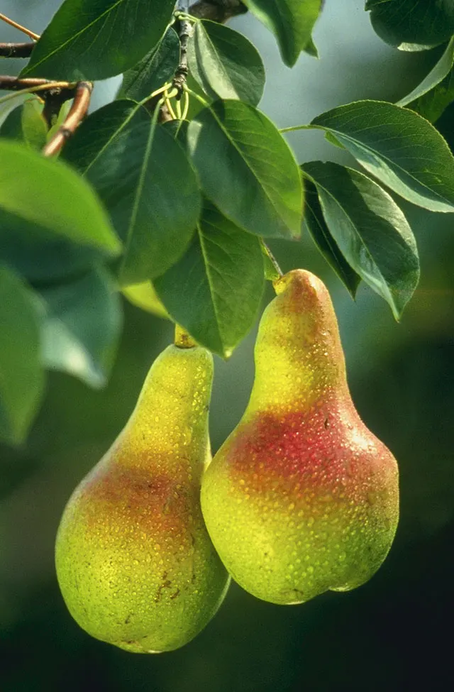 Plant photo