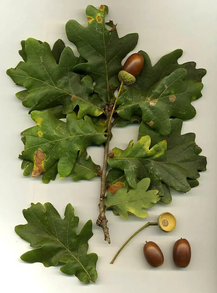 English Oak
