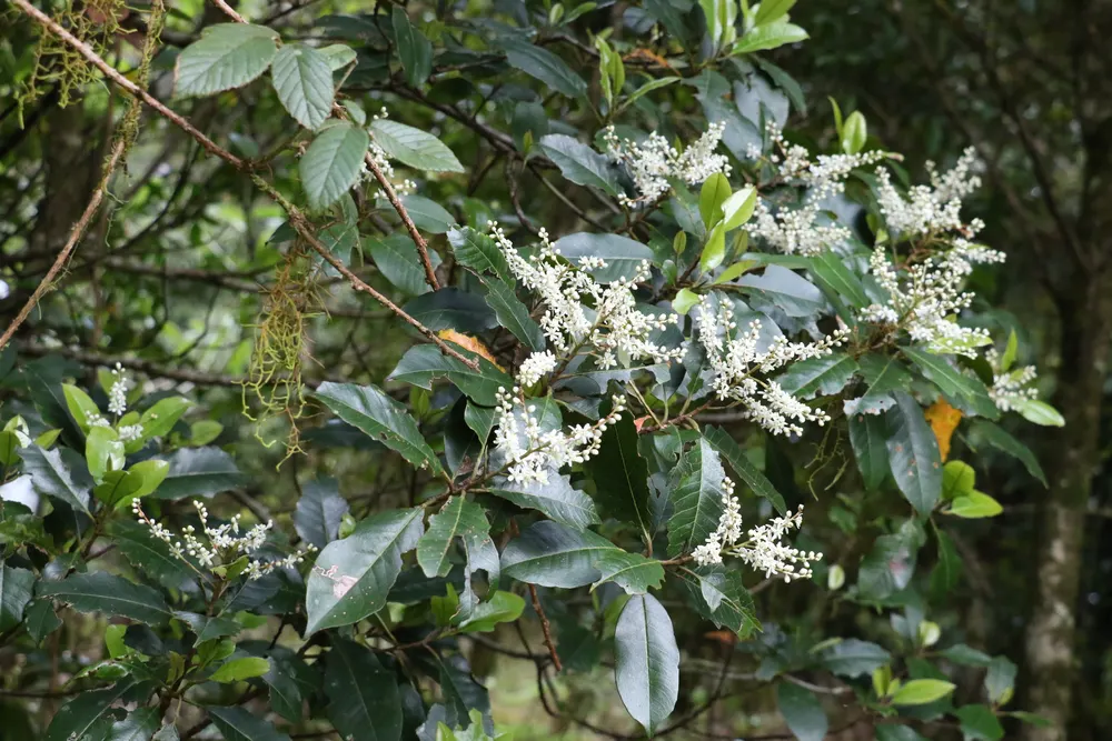 Plant photo