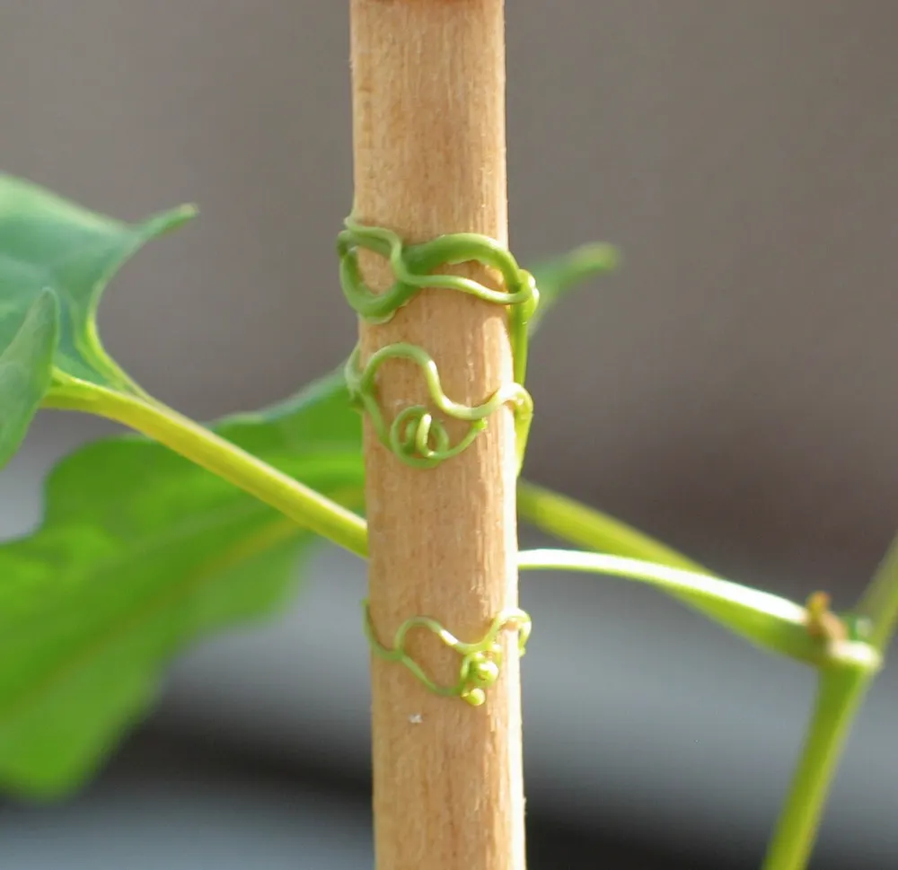 Plant photo