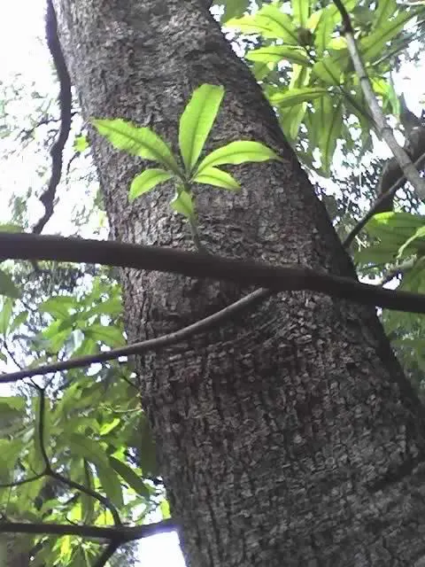 Quinine Tree