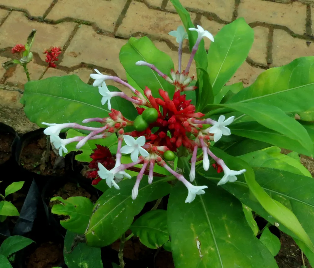 Indian Snakeroot