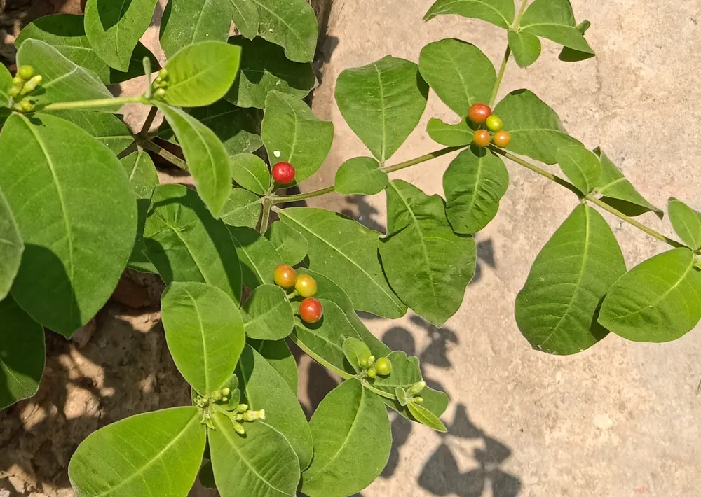 Devil Pepper