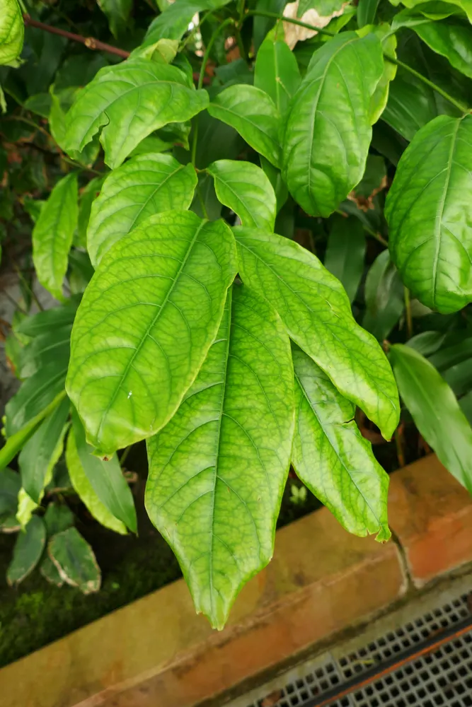 African Serpentwood