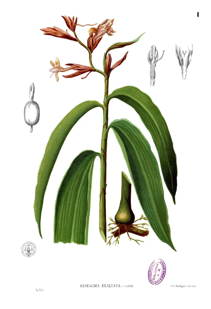 Plant photo