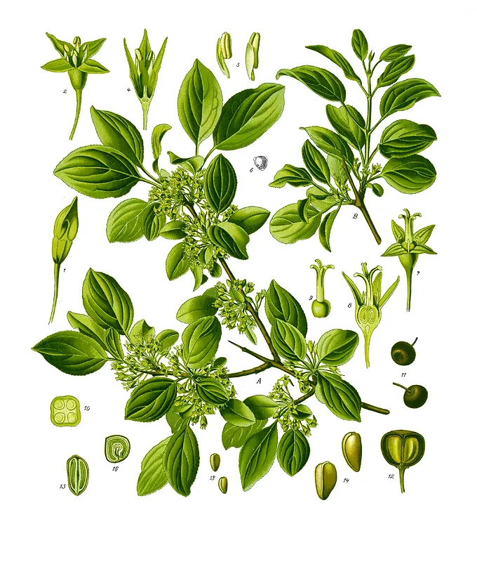 Common Buckthorn