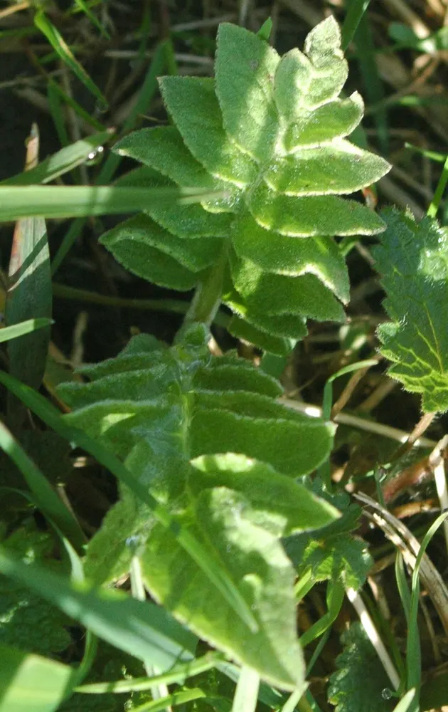 Maral Root