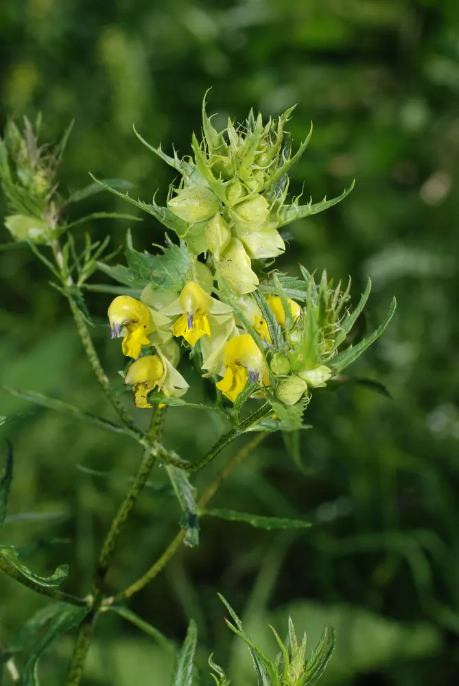 Alpine Yellow-rattle