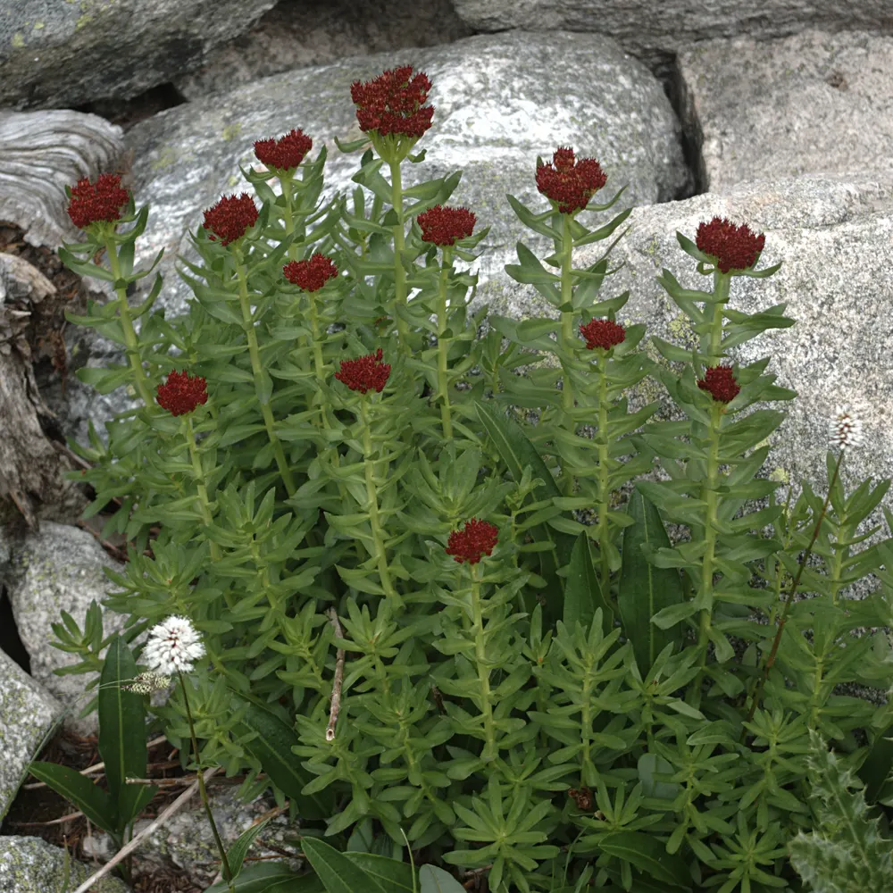 Kings Crown (Western Roseroot)
