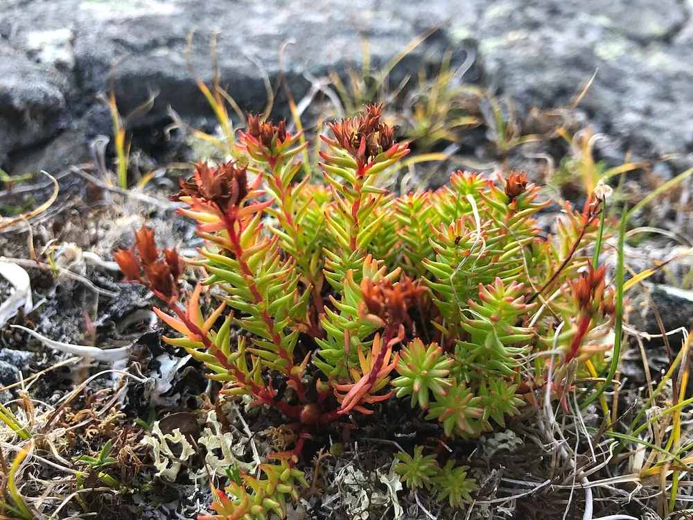 Red Brush Root