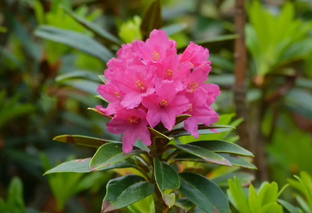 Alpenrose