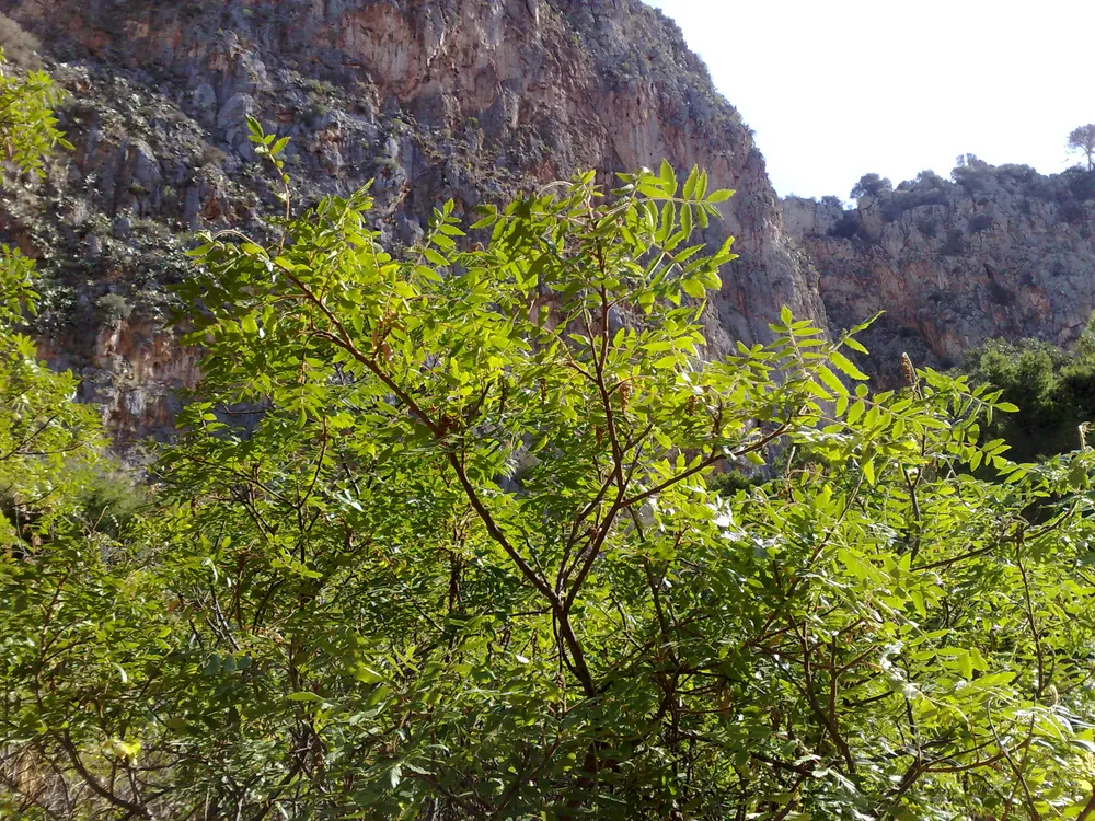 Sumac