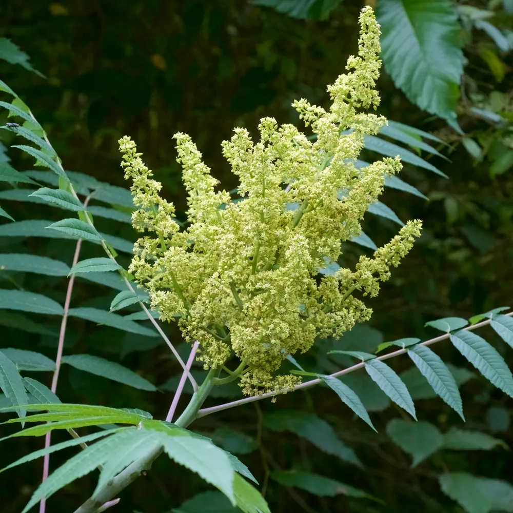 Plant photo