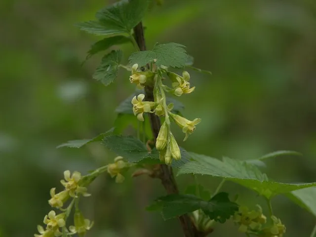 American Black Currant