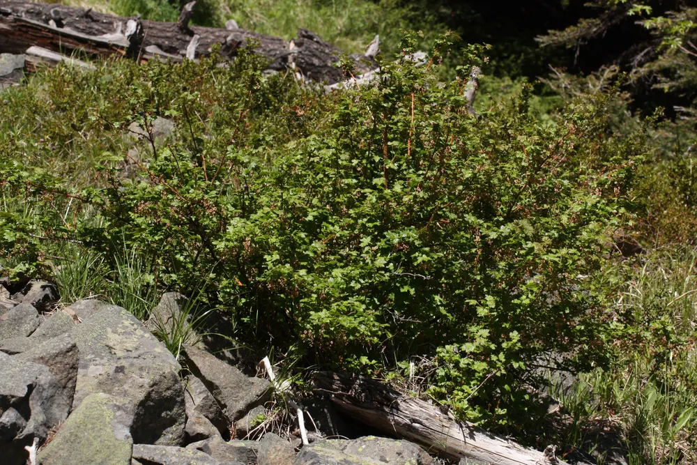 Plant photo