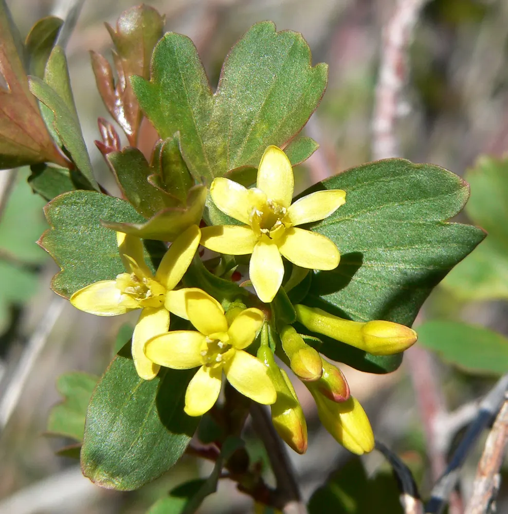 Clove Currant