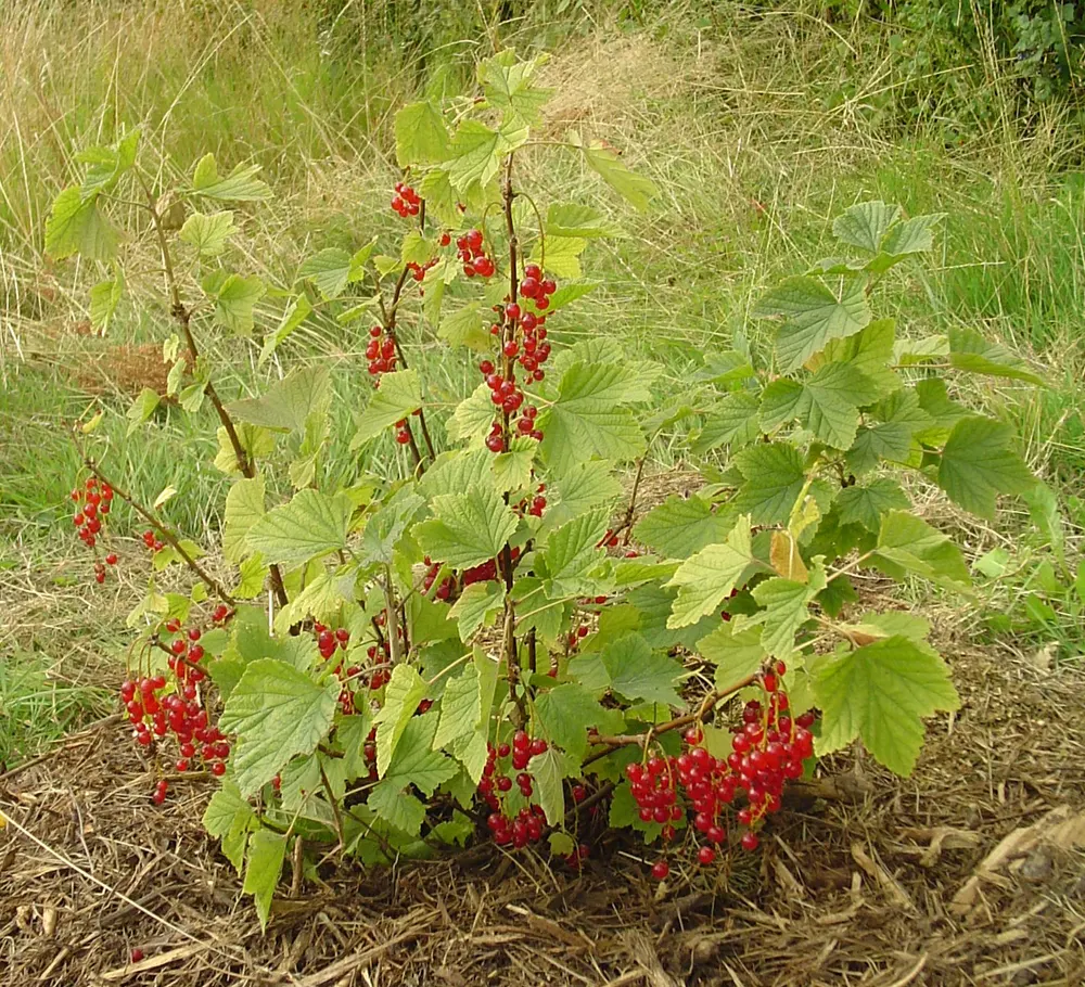 Redcurrant
