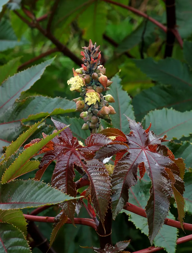 Castor Bean