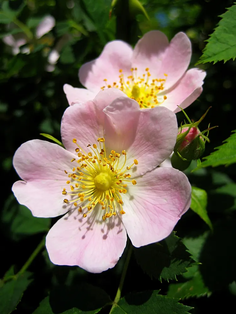 Rose Hip