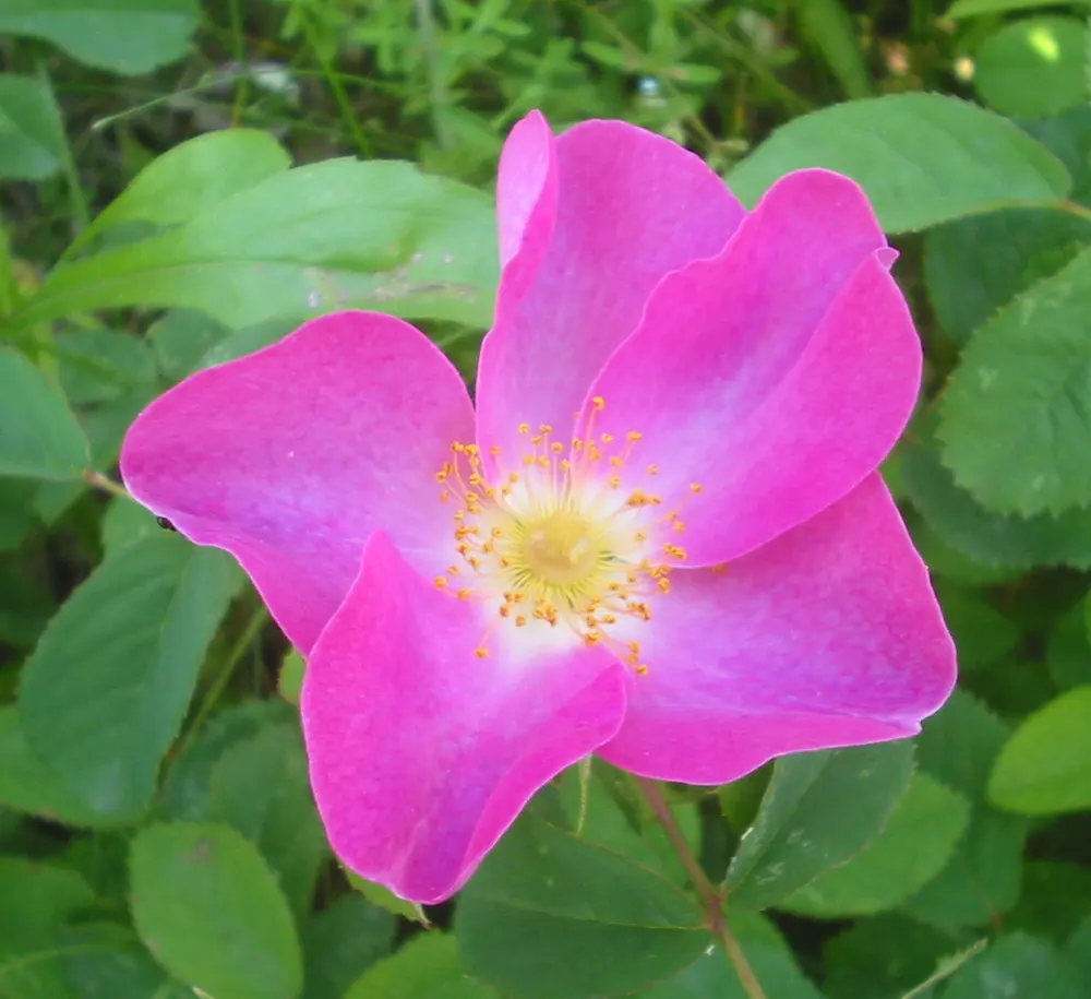 Apothecary's Rose