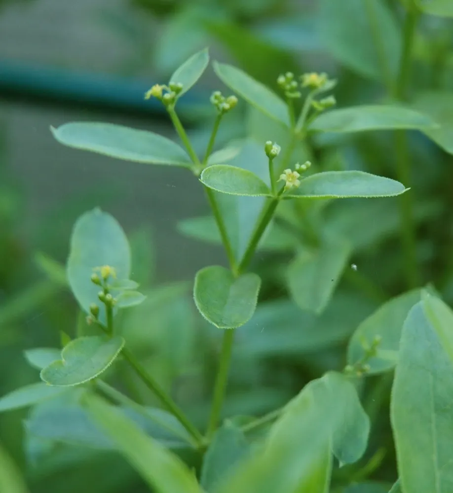 Plant photo